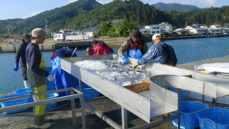 定置網の水揚げ選別風景